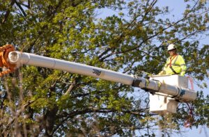 arborist-640x480-6256511.jpeg