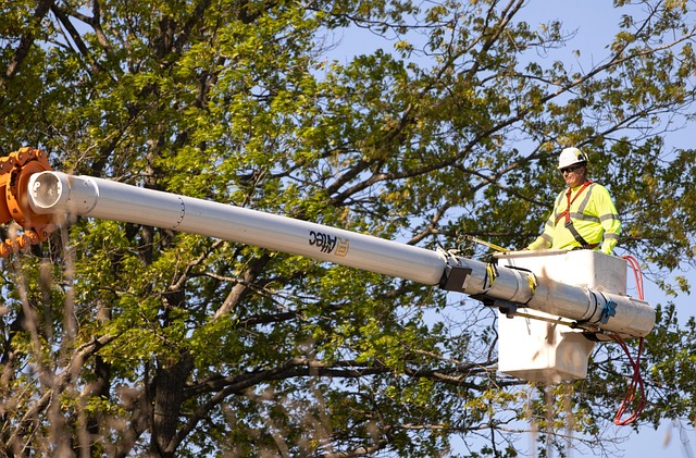 arborist-640x480-6256511.jpeg