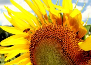 beekeeping-supplies-640x480-10325217.jpeg