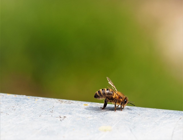 beekeeping supplies