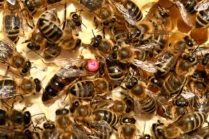 beekeeping-supplies-640x480-41374153.jpeg