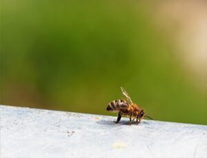 beekeeping-supplies-640x480-61498291.jpeg