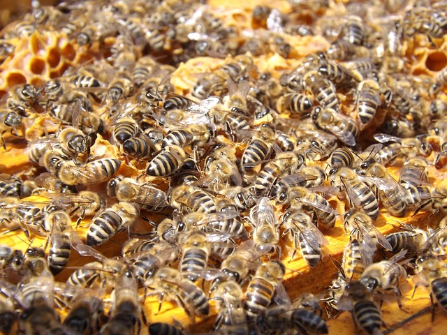beekeeping supplies