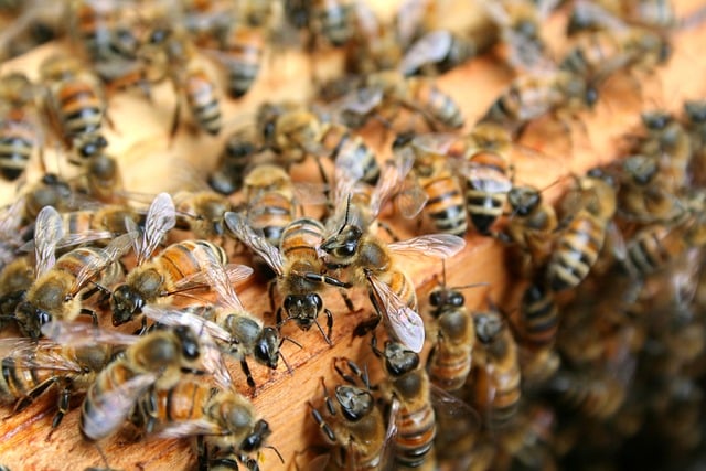 beekeeping-supplies-640x480-69614691.jpeg