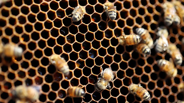 beekeeping supplies