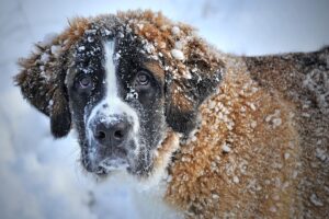dog-thermometers-640x480-46074140.jpeg