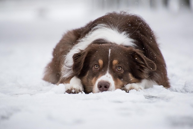 dog thermometers