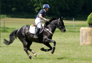 equestrian-equipment-640x480-20806340.jpeg