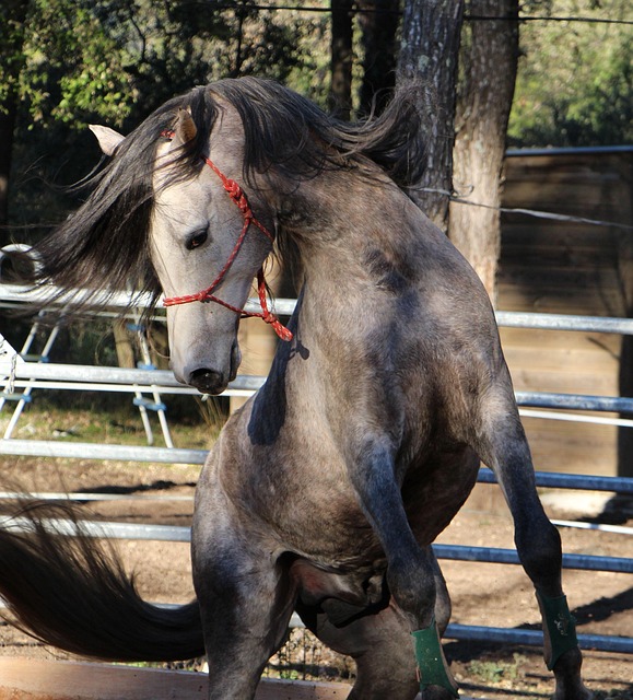 equestrian equipment
