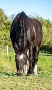 equestrian-equipment-640x480-74032961.jpeg