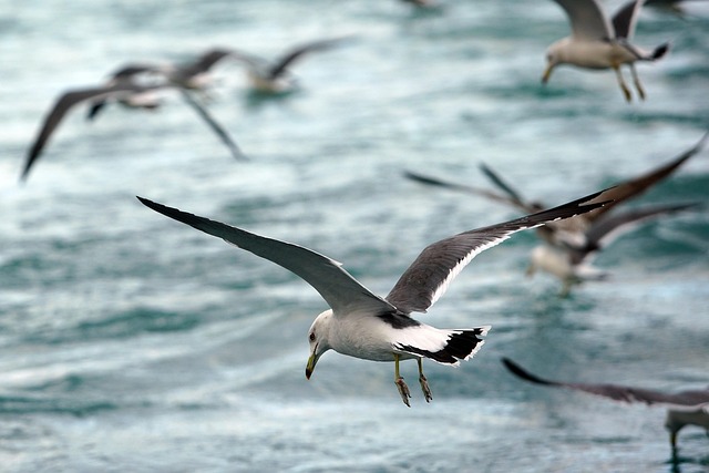 fly fishing flies