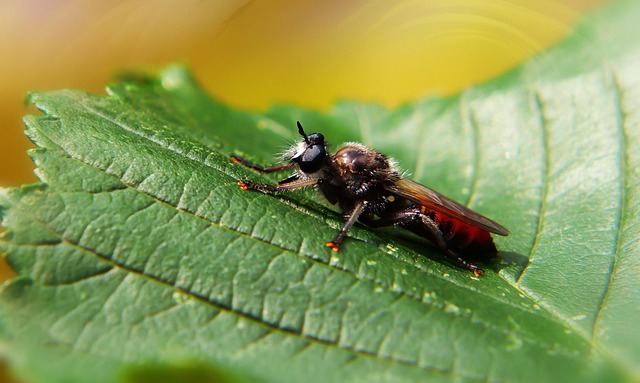 fly-fishing-flies-640x480-19106426.jpeg