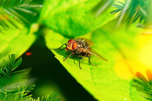 fly fishing flies