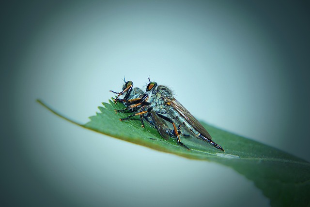 fly fishing flies