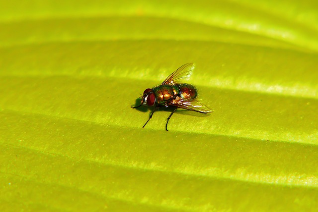 fly fishing flies