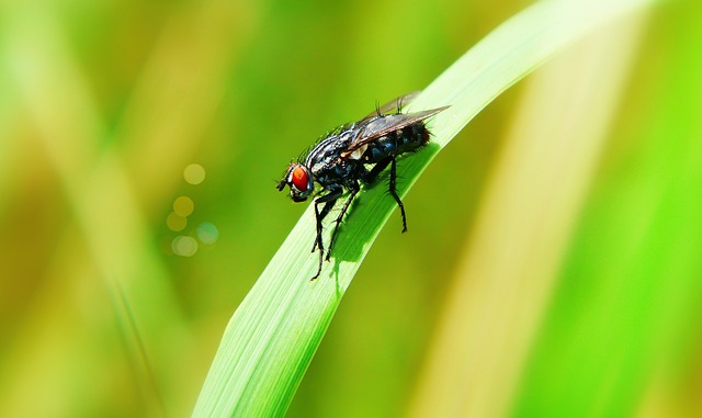 fly fishing flies