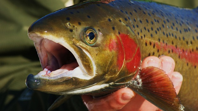 fly-fishing-flies-640x480-97195510.jpeg