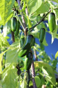 jalapenos-peppers-640x480-13113744.jpeg