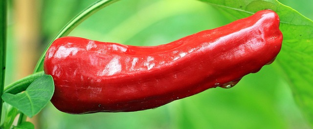 jalapenos peppers