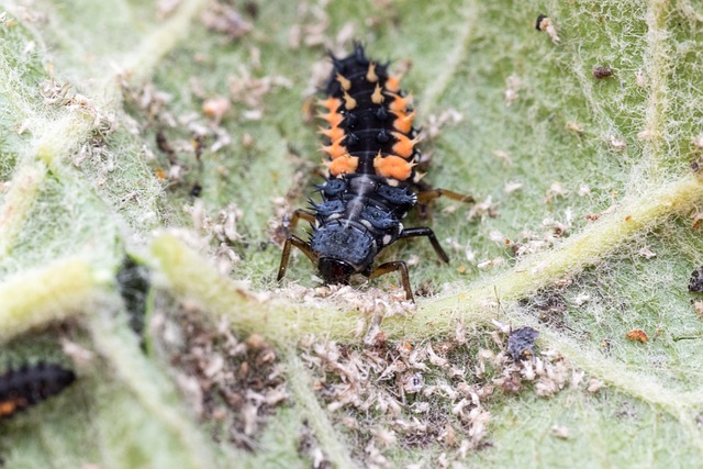 lice treatment