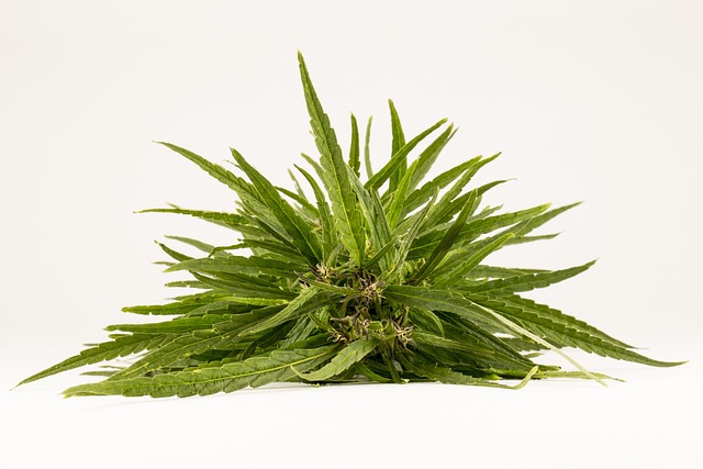 lice treatment