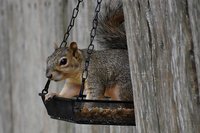 pegboard baskets