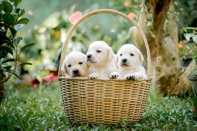 pegboard baskets