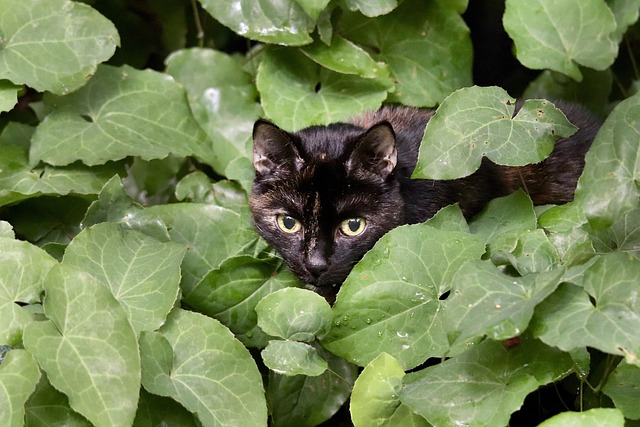 sonic cat repellents