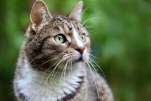 sonic-cat-repellents-640x480-63769756.jpeg