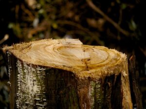 stump-grinding-640x480-17386898.jpeg