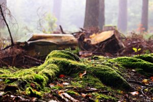stump-grinding-640x480-22269178.jpeg