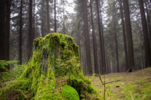 stump-grinding-640x480-34184073.jpeg