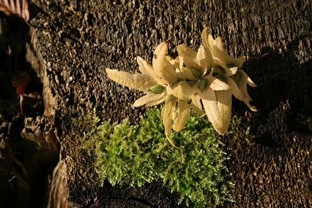 stump grinding