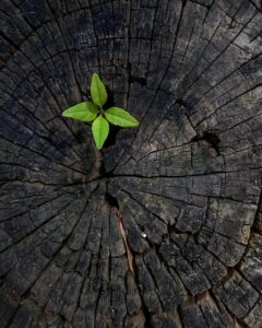 stump-grinding-640x480-68688655.jpeg