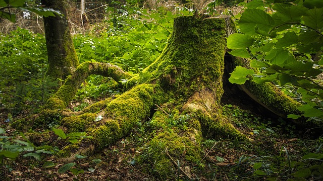 stump grinding