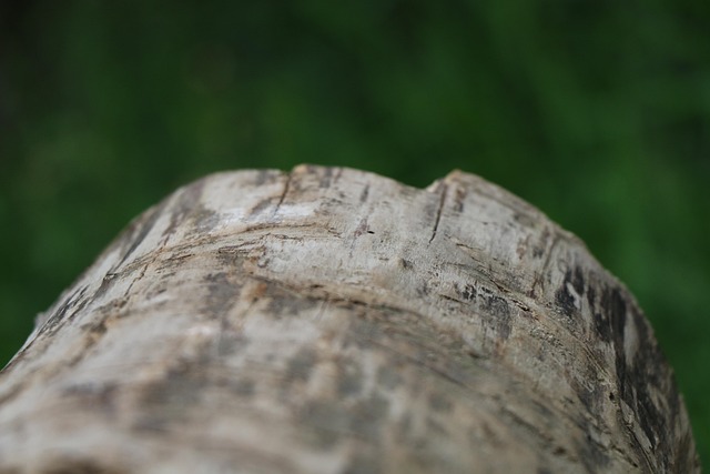 stump grinding
