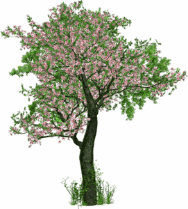 tree-trimming-640x480-10036256.png