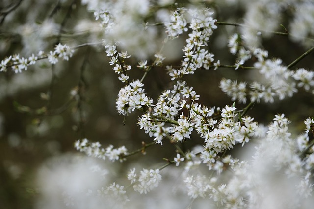 tree-trimming-640x480-48432860.jpeg