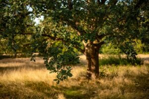 tree-trimming-640x480-56976275.jpeg