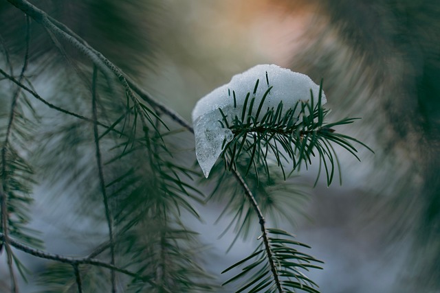 tree-trimming-640x480-57046370.jpeg