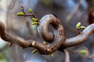 tree-trimming-640x480-57713295.jpeg