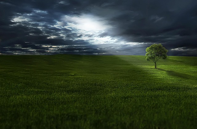 tree-trimming-640x480-83432107.jpeg