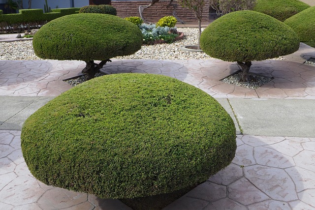 tree-trimming-640x480-8680820.jpeg