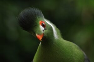 womens-exotic-apparel-640x480-72734300.jpeg