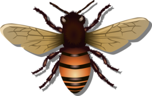 beekeeping-supplies-640x480-23253853.png