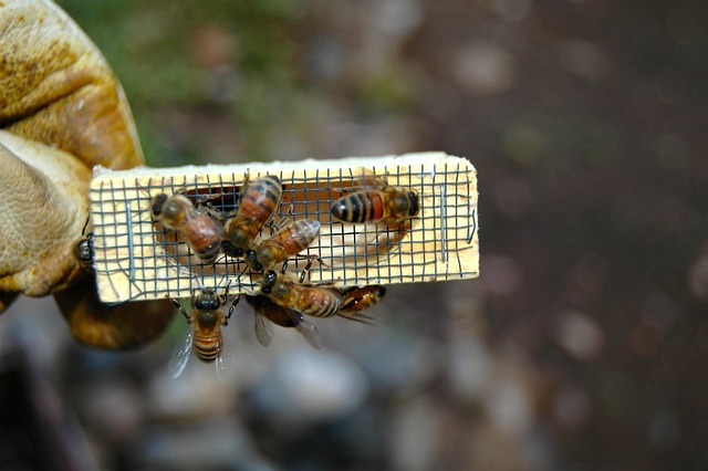 beekeeping supplies