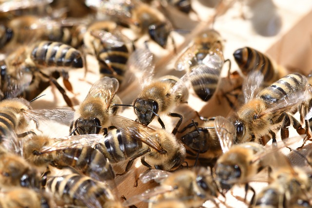 beekeeping supplies