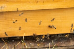 beekeeping-supplies-640x480-75264736.jpeg