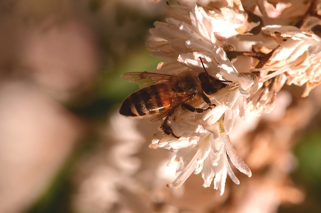 beekeeping supplies