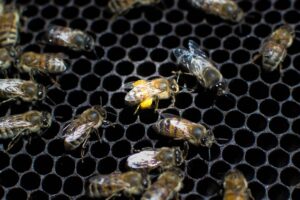 beekeeping-supplies-640x480-9233276.jpeg